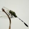 insect, dragonfly, entomology, species, macro, dragonfly, dragonfly, dragonfly, dragonfly, dragonfly