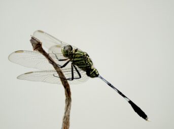 insect, dragonfly, entomology, species, macro, dragonfly, dragonfly, dragonfly, dragonfly, dragonfly